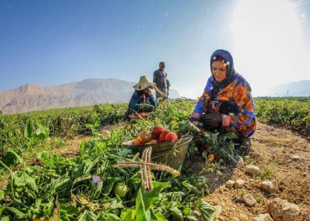 زنان کشاورز جنوب؛ از دستمزد پایین تا مشکلات سلامت/ خشکسالی در کمین/ «برخی کشاورزان معتقدند اتباع بهتر و بیشتر کار می‌کنند»